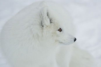 Картинка животные песцы белый пушистый нос