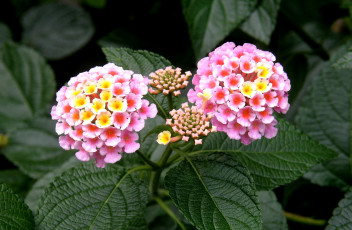 Картинка цветы лантана вербена розовый соцветия