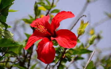 Картинка цветы гибискусы красный
