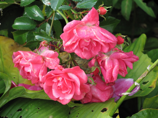 Обои картинки фото цветы, розы, розовые