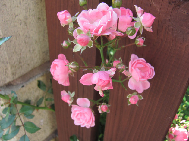 Обои картинки фото цветы, розы, розовые