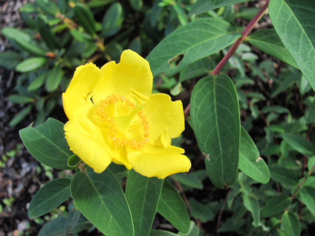 Обои картинки фото цветы, желтый