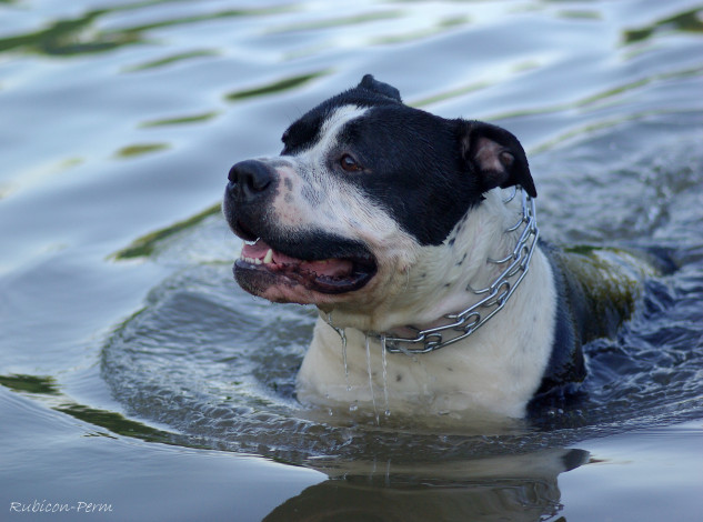 Обои картинки фото животные, собаки, стаффтерьер, собака