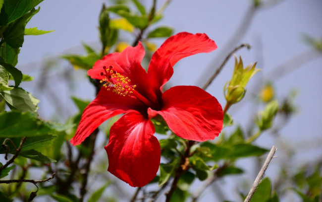 Обои картинки фото цветы, гибискусы, красный