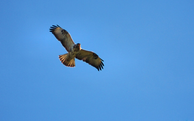 Обои картинки фото канюк, животные, птицы, хищники, крылья