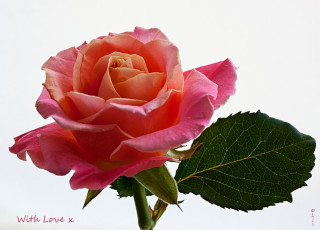 Картинка цветы розы лепестки