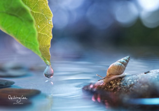 Картинка животные улитки домик вода капля рожки