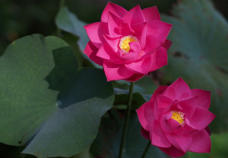 Картинка цветы лотосы малиновый яркий