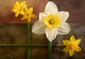 Картинка цветы нарциссы геометрия