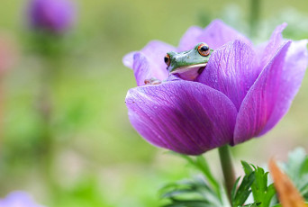 Картинка животные лягушки анемон