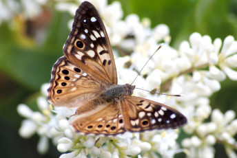 Картинка животные бабочки крылья цветы