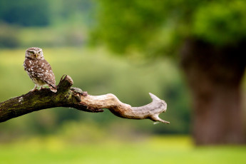 Картинка животные совы сова сук природа