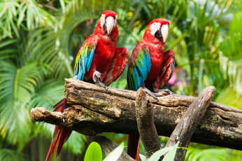 Картинка животные попугаи ара