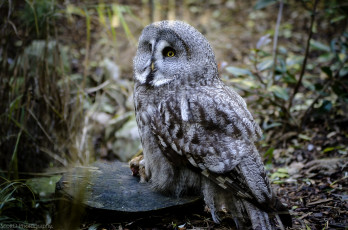 Картинка животные совы пестрый