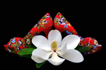 Картинка цветы магнолии каблуки туфли белый