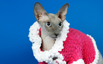 обоя животные, коты, кошка, взгляд, фон