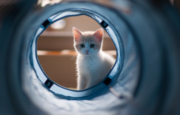 Картинка животные коты hannah benjamin torode котёнок