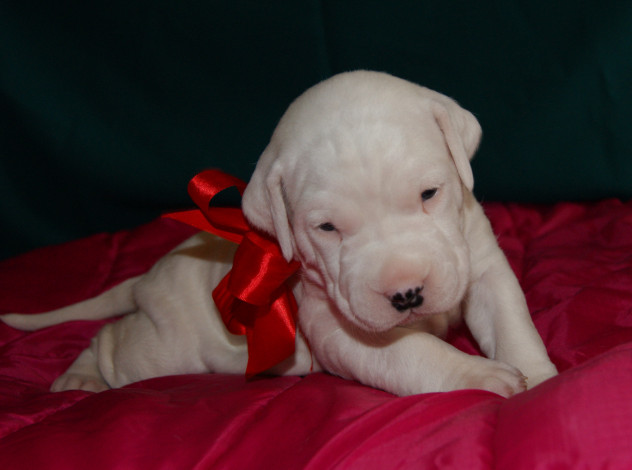 Обои картинки фото животные, собаки, белоснежный, бантик, щенок, аргентинский, дог