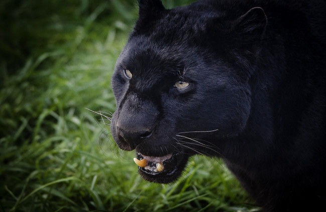 Обои картинки фото животные, пантеры, рык, морда