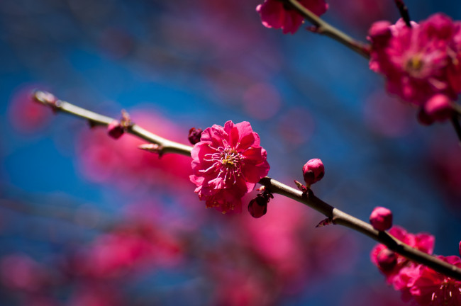 Обои картинки фото цветы, цветущие, деревья, кустарники, ветка, слива