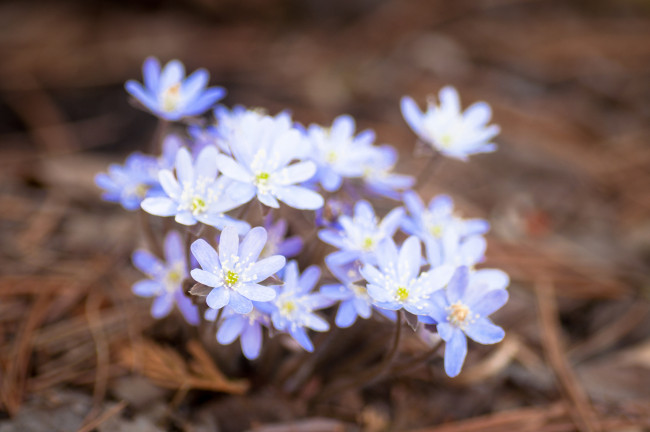 Обои картинки фото цветы, ветреницы, печёночницы, кустик, печеночница
