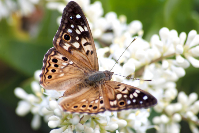 Обои картинки фото животные, бабочки, крылья, цветы