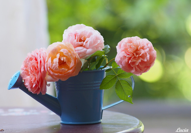 Обои картинки фото цветы, розы, лейка