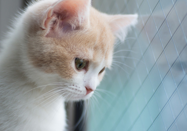 Обои картинки фото животные, коты, котёнок, hannah, benjamin, torode