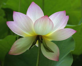 Картинка цветы лотосы лотос