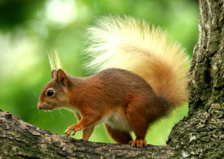 обоя животные, белки, белка, рыжая