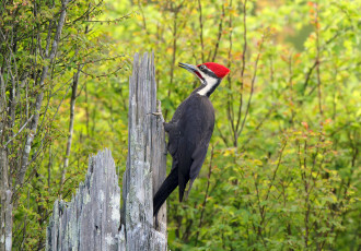 Картинка животные дятлы птица дятел