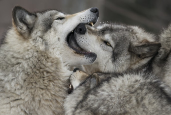 Картинка животные волки стая хищники