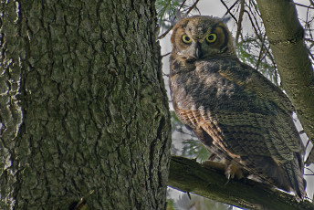 Картинка животные совы виргинский филин сова дерево ствол кора