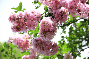 обоя цветы, лагерстрёмия, индийская, сирень