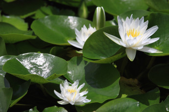 Картинка цветы лилии+водяные +нимфеи +кувшинки белый