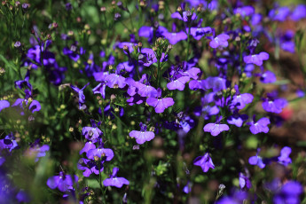 Картинка цветы лобелии фиолетовый