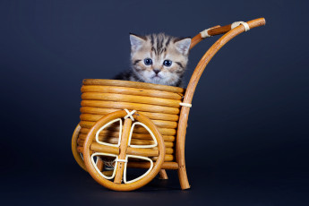 Картинка животные коты котенок