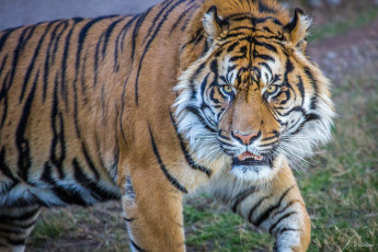 Картинка животные тигры морда тигр