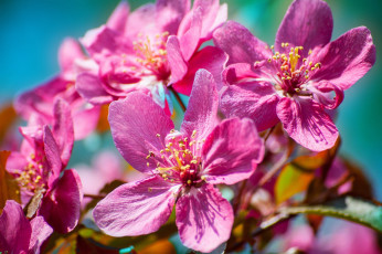 Картинка цветы цветущие+деревья+ +кустарники макро