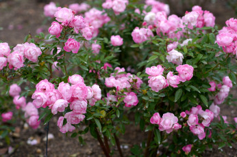 Картинка цветы розы куст