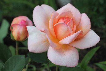 Картинка цветы розы макро