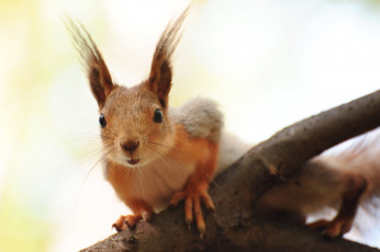 Картинка животные белки рыжая белка