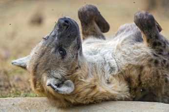 Картинка животные гиены +гиеновые+собаки гиена хищник морда лапы