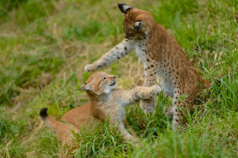 обоя животные, рыси, котята, рысята, игра