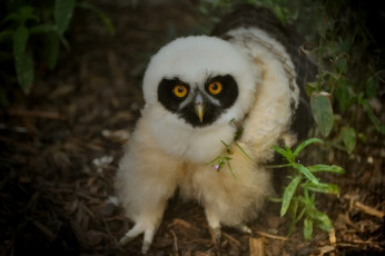 Картинка животные совы очковая неотропическая сова