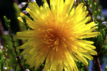 Картинка цветы одуванчики мать-и-мачеха