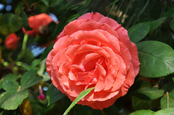 Картинка цветы розы круглый