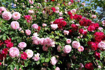 Картинка цветы розы куст