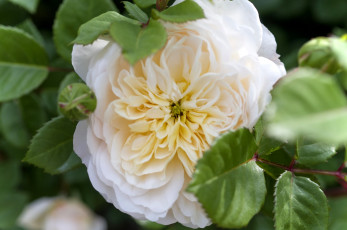 Картинка цветы розы макро