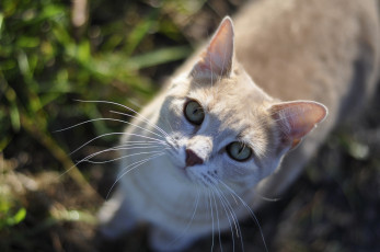 Картинка животные коты рыжулька киса